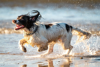 Full length of dog running in water