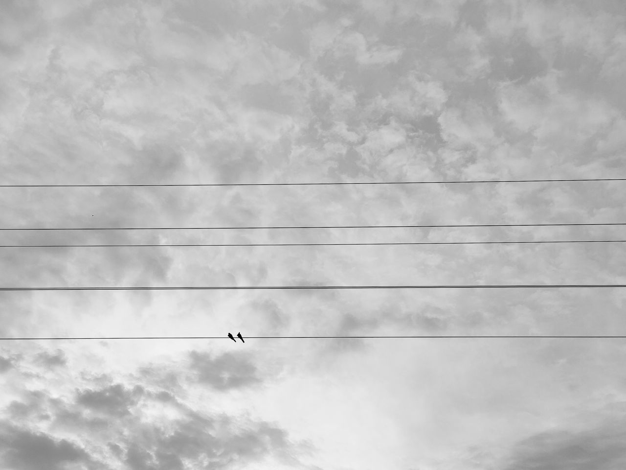 LOW ANGLE VIEW OF BIRD FLYING AGAINST SKY