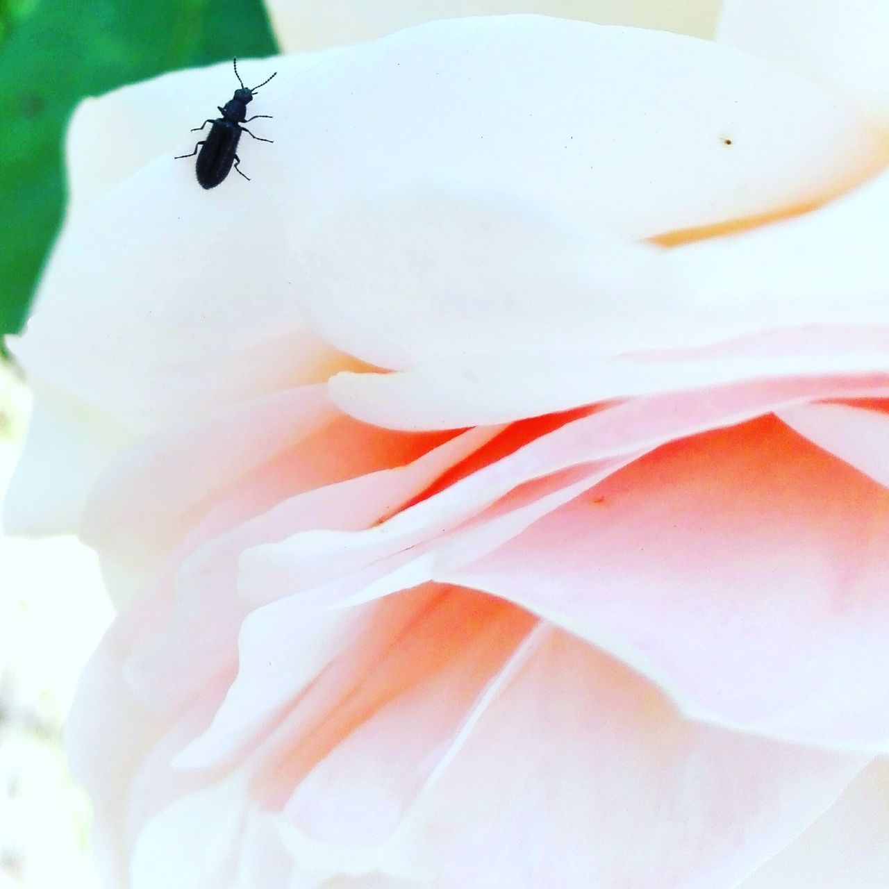 CLOSE-UP OF INSECT ON FLOWER