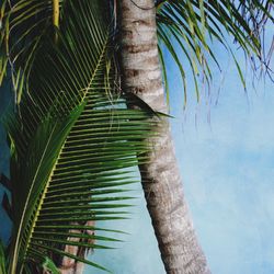 Low angle view of palm trees