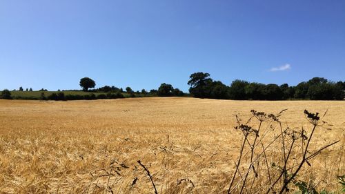 Scenic view of field against clear blue sky