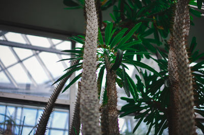 Low angle view of lizard on tree