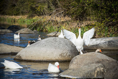 Swans in a lake