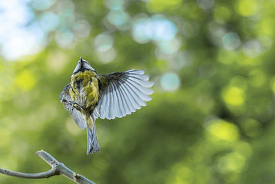 Close-up of bird flying