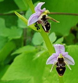 Close-up of bee pollinating on flower