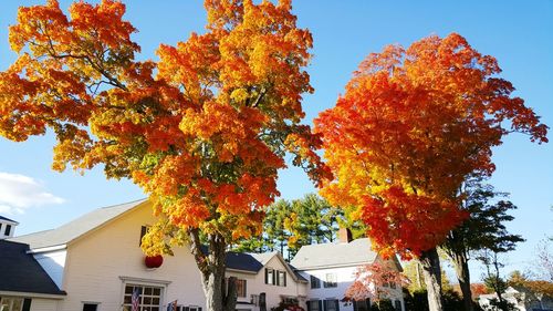 Low angle view of autumn trees against blue sky