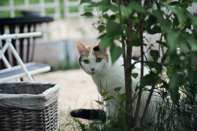 Portrait of cat sitting outdoors