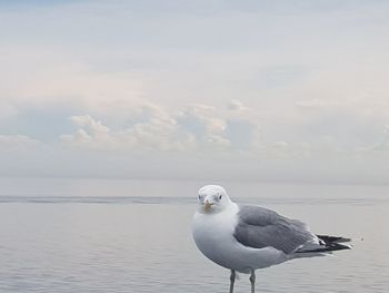 Seagull on a sea