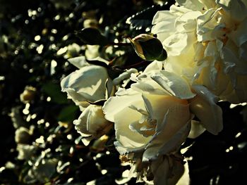 Close-up of flowers