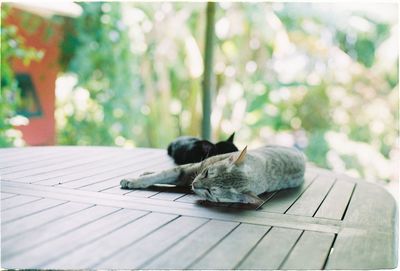 Close-up of kittens sleeping on wooden table