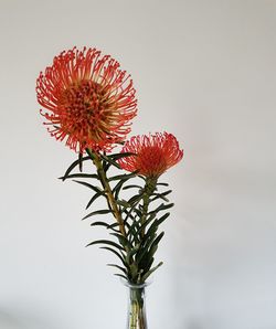 Close-up of red flowering plant