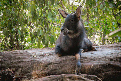 View of a monkey sitting on rock