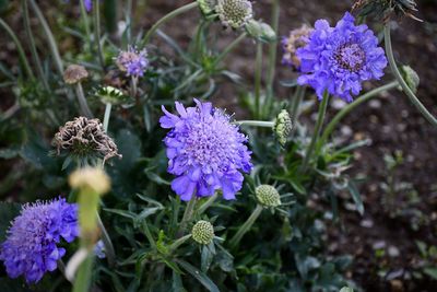 Close-up of purple flowering plants