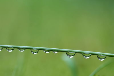 Close-up of plant in water