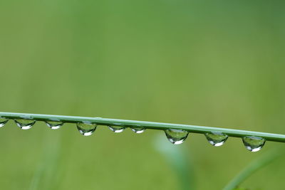 Close-up of water drops on plant stem