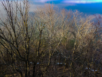 Close-up of tree in water against sky