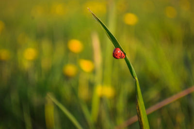 Close-up of ladybirds mating on blade of grass