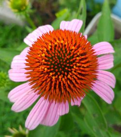 Close-up of coneflower blooming outdoors