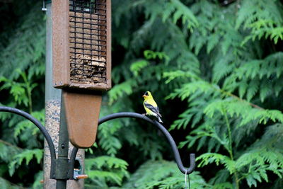 Bird perching on a plant