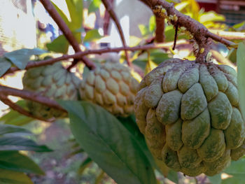 Close-up of fruits growing on tree