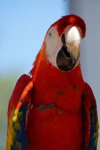 Close-up of parrot