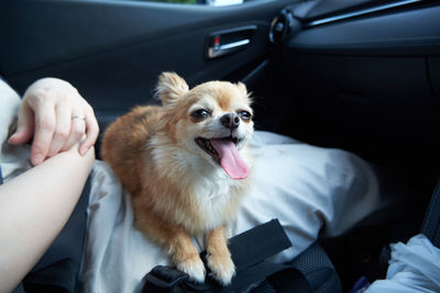 Dog sitting in car