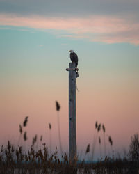 Bald eagle perched on a pole by the water in the early morning with a beautiful sky