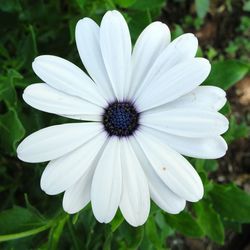 Close-up of white flower blooming outdoors