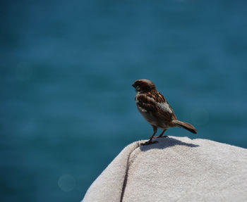 Sparrow perching on towel against sea