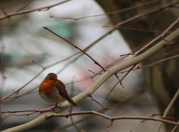 Bird perching on branch