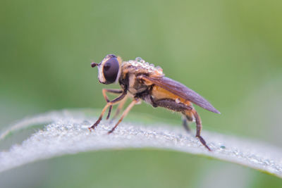 Close-up of insect on leaf