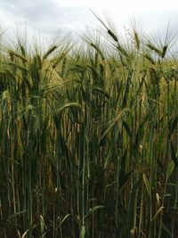 Close-up of wheat field against sky