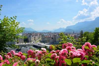 Pink flowering plants and trees by building against sky