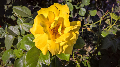 Close-up of yellow flowers