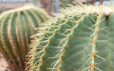 Close-up of cactus plant