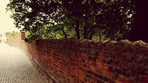 Footpath amidst trees