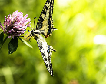 Close-up of butterfly on purple flower