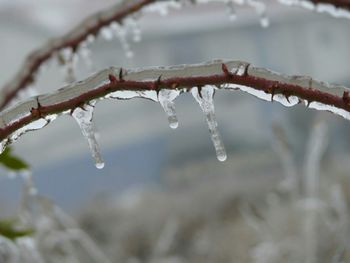 Close-up of water drops on leaf