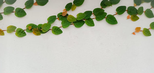 High angle view of green leaves on white table