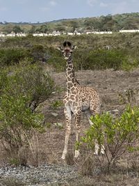 View of a horse on field