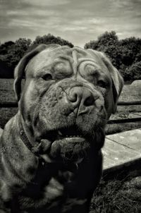 Close-up of dog relaxing on field against sky