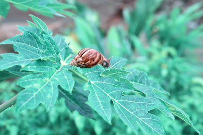 Close-up of snail on leaves