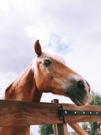 Horse in ranch against sky