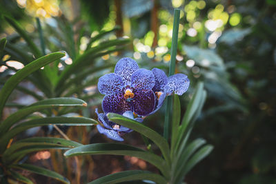 Close-up of purple flowering plant