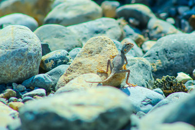 Close-up of pebbles on beach