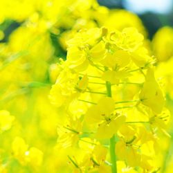 Close-up of yellow flower