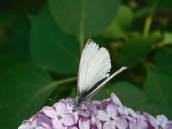 Close-up of butterfly pollinating flower