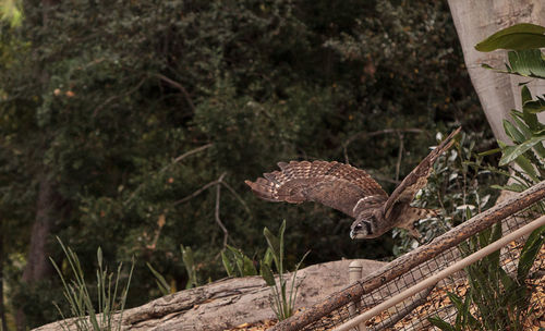 Close-up of eagle against trees