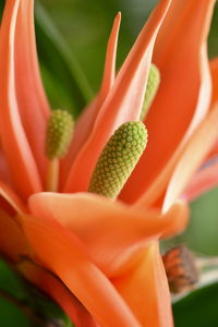 Close-up of orange flower