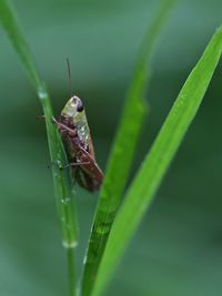 Close-up of insect on grass